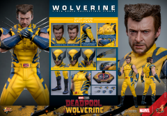 【2024-08-08】Preorder - HOTTOYS HT MMS754 1/6 Wolverine Deluxe Version